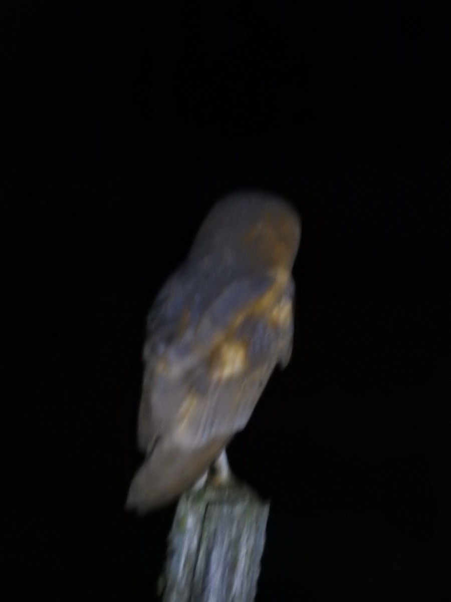 Barn Owl - ML619446961