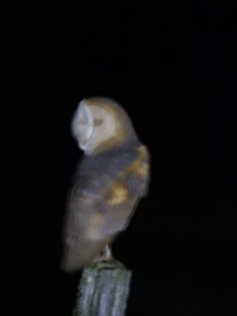 Barn Owl - ML619446962