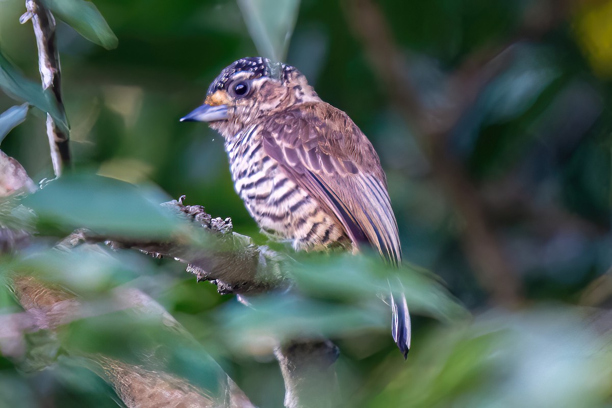 White-barred Piculet - ML619446964
