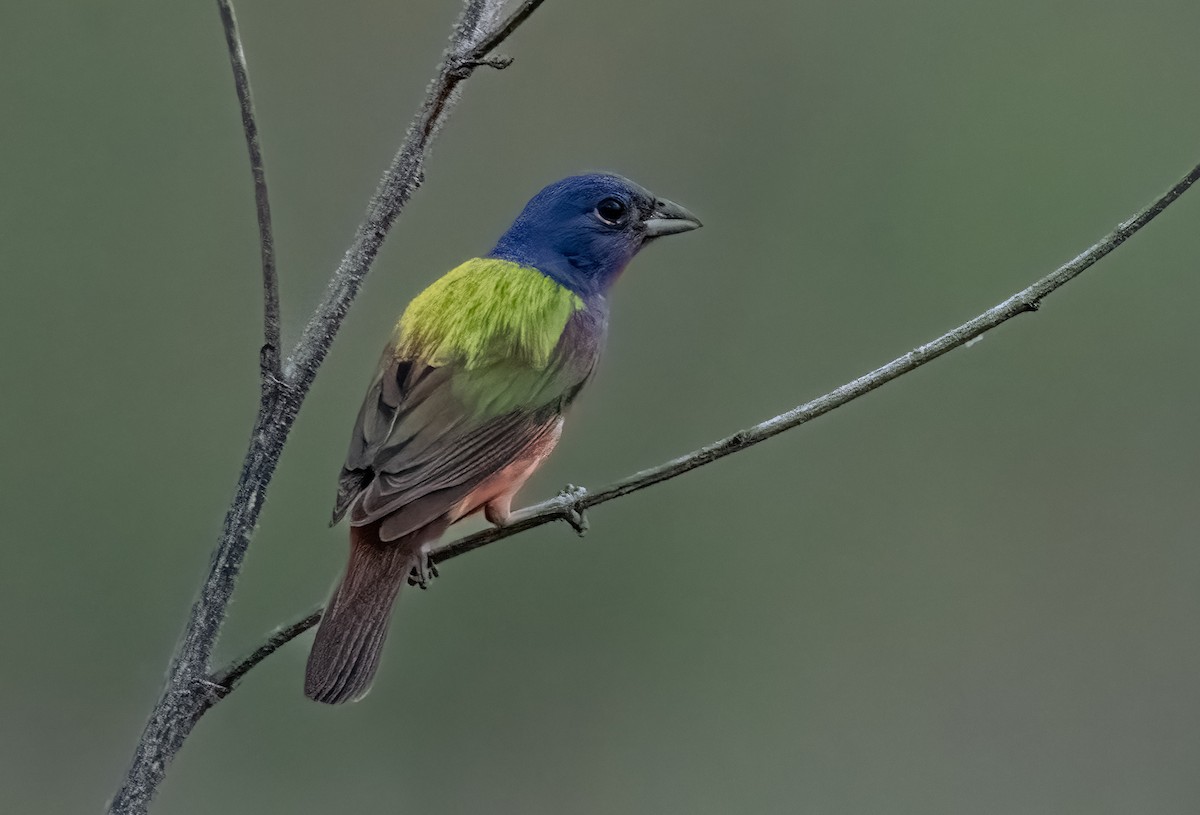 Painted Bunting - ML619447021
