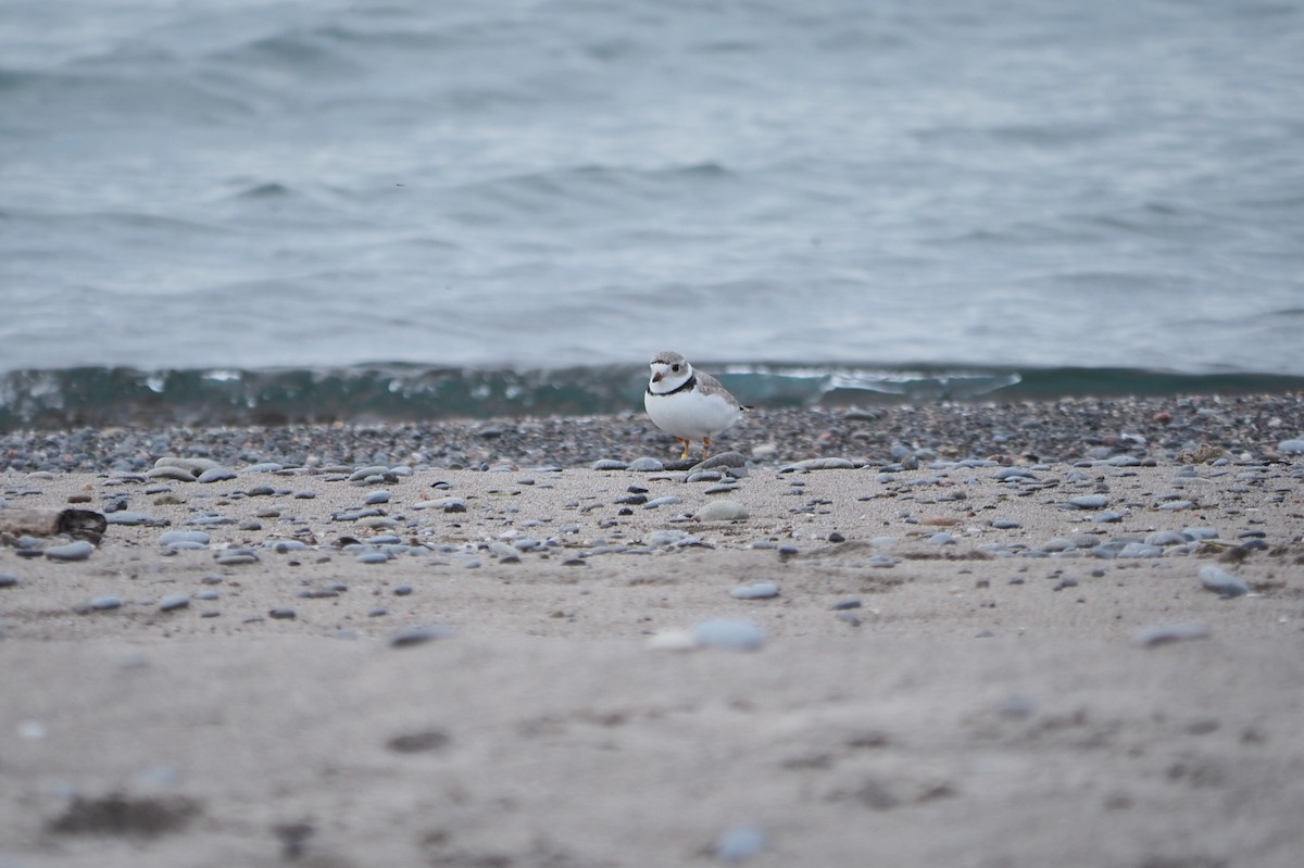 Piping Plover - ML619447066