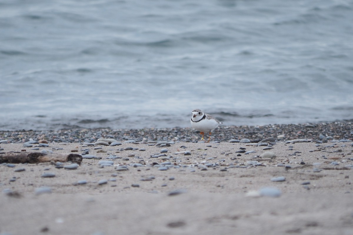Piping Plover - ML619447067