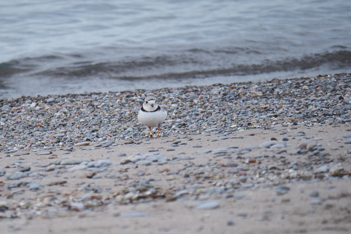Piping Plover - ML619447068