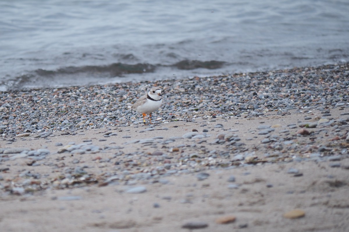 Piping Plover - ML619447069