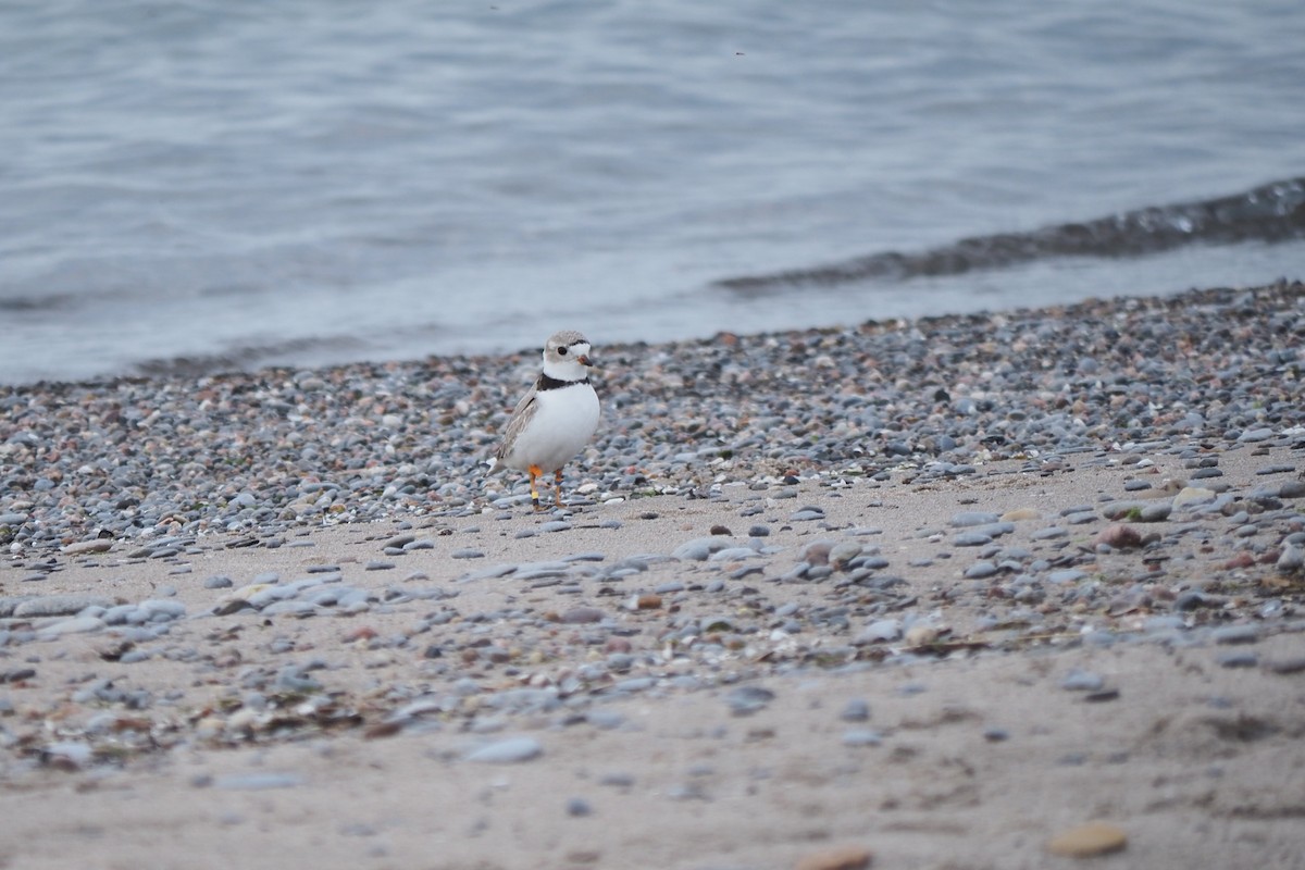 Piping Plover - ML619447070