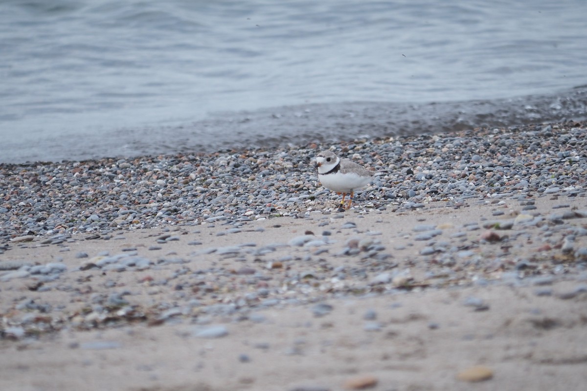 Piping Plover - ML619447072