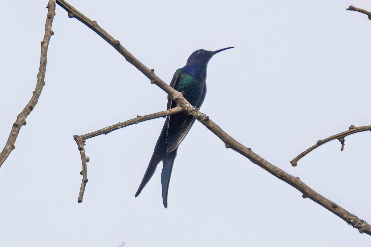Swallow-tailed Hummingbird - ML619447077