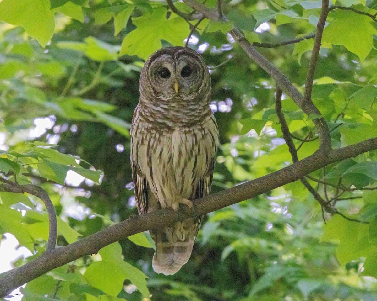 Barred Owl - ML619447090
