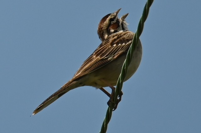 Lark Sparrow - ML619447113