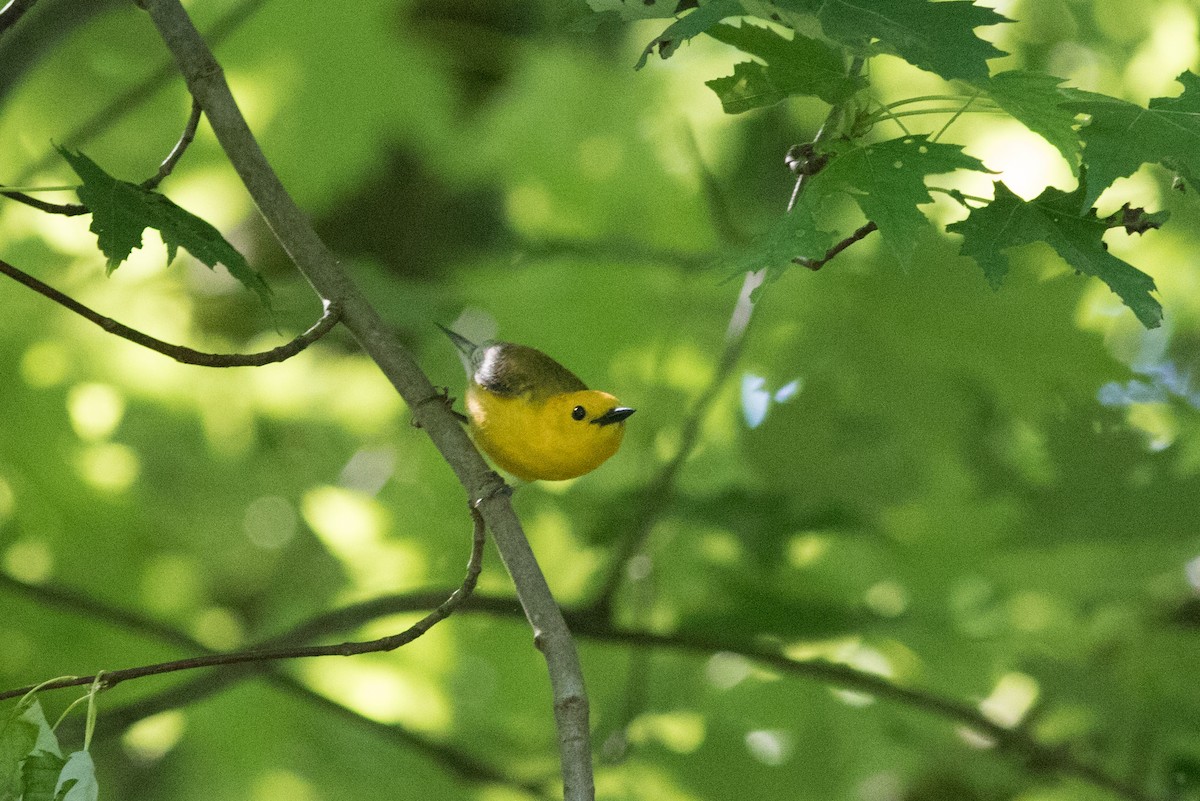 Prothonotary Warbler - ML619447119
