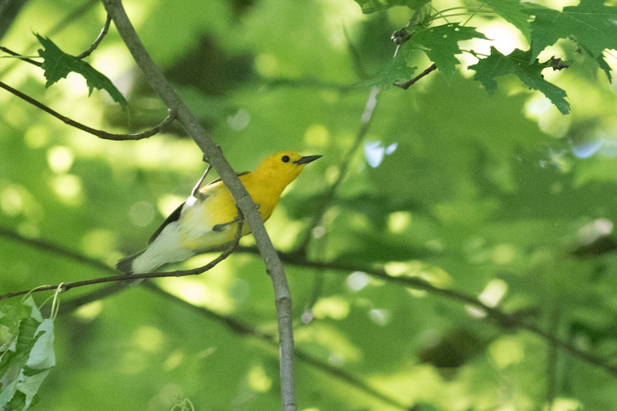 Prothonotary Warbler - ML619447120