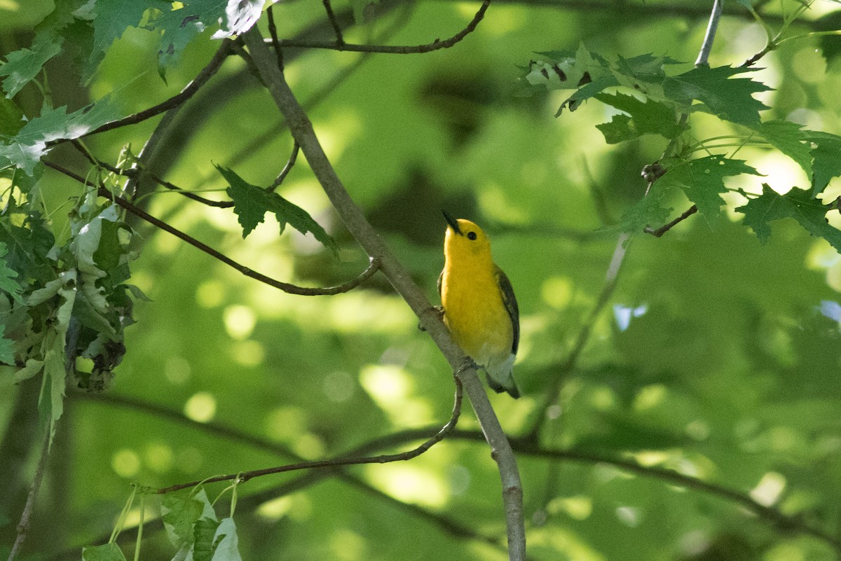 Prothonotary Warbler - ML619447121