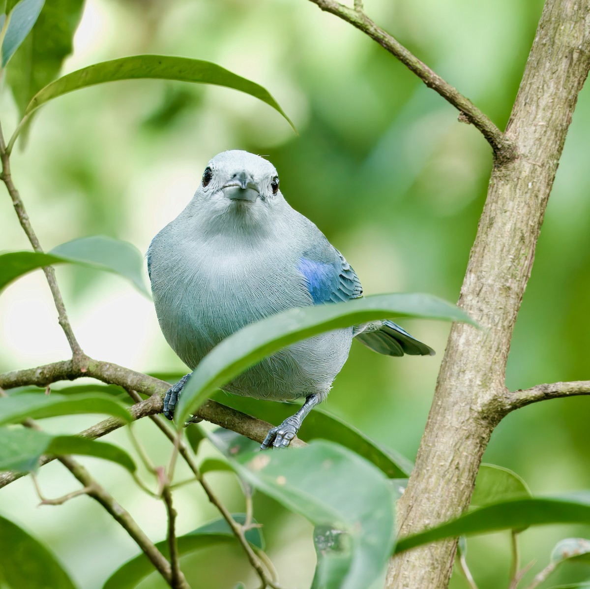 Blue-gray Tanager - ML619447128