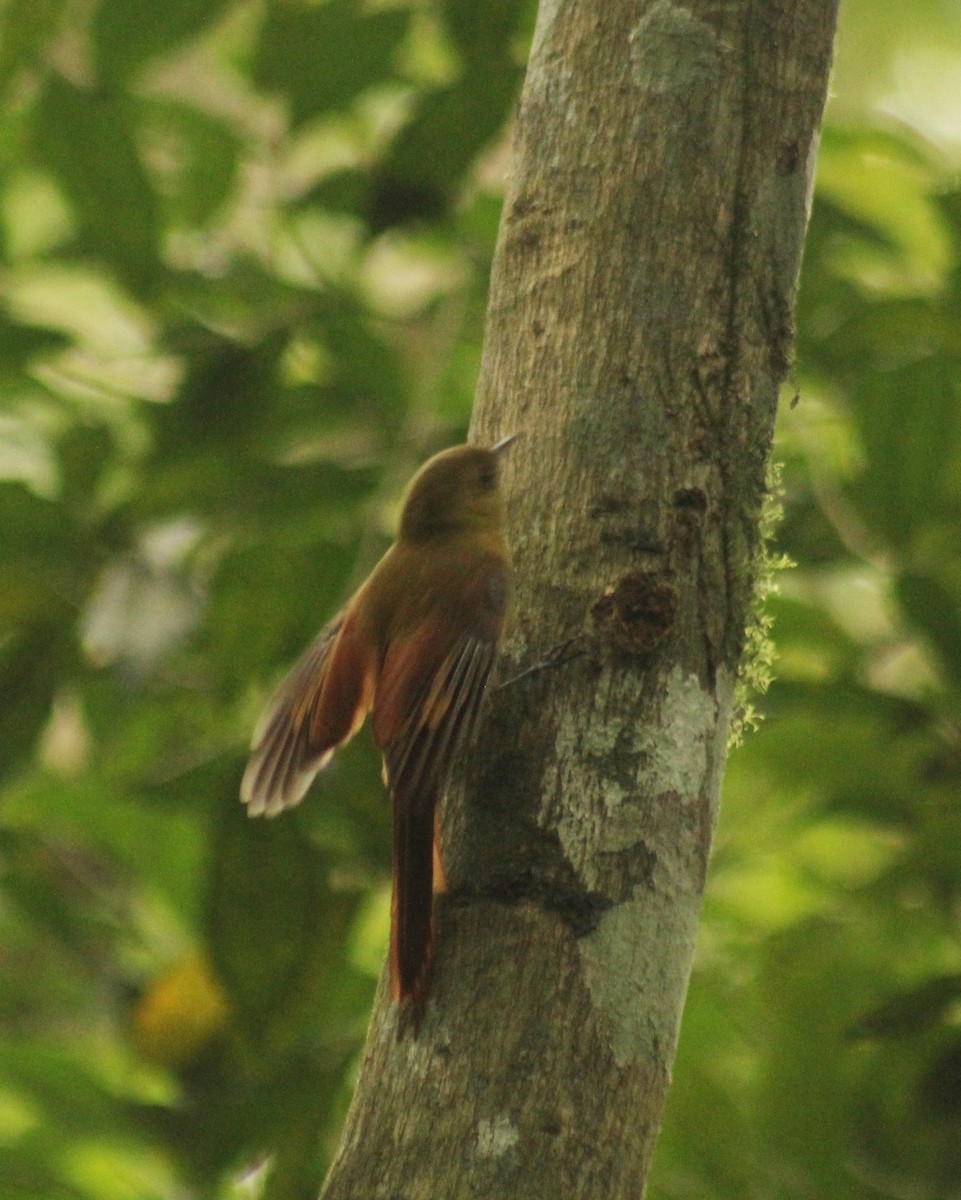 Olivaceous Woodcreeper (Olivaceous) - ML619447201
