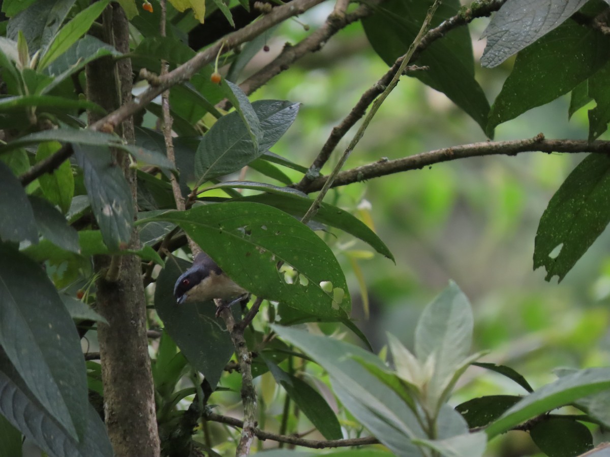 Fawn-breasted Tanager - ML619447209