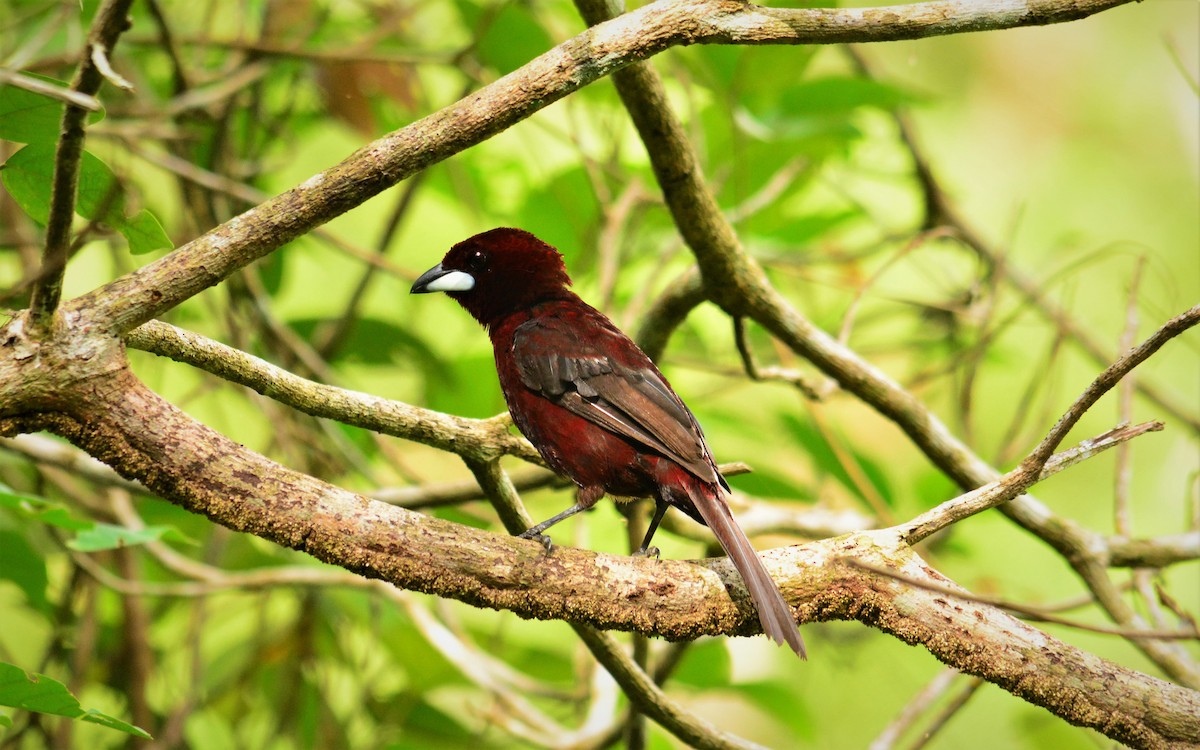 Silver-beaked Tanager - ML619447213