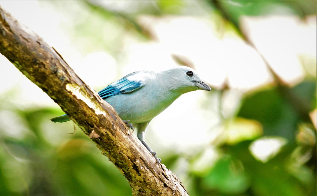 Blue-gray Tanager - ML619447220