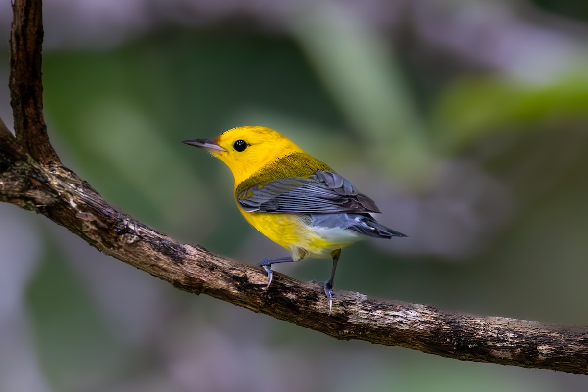 Prothonotary Warbler - ML619447253