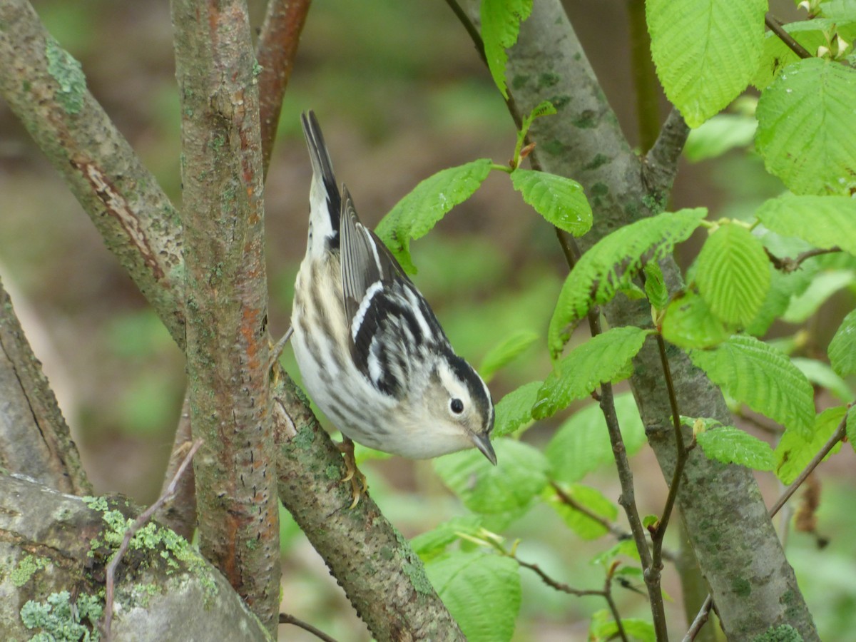 Black-and-white Warbler - ML619447274