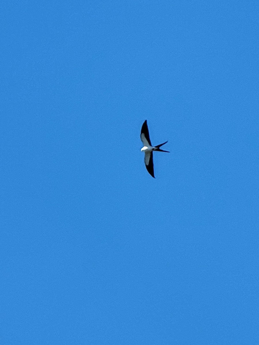 Swallow-tailed Kite - ML619447290