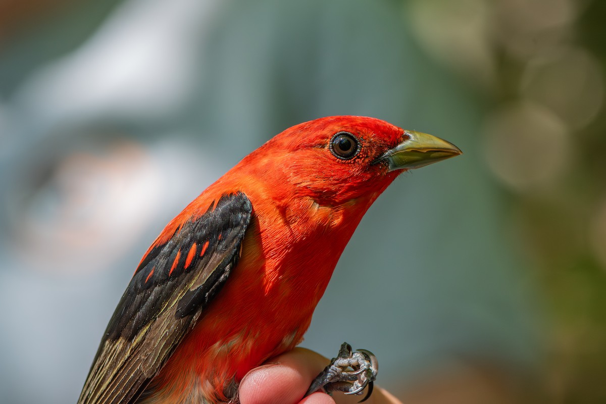 Scarlet Tanager - ML619447301