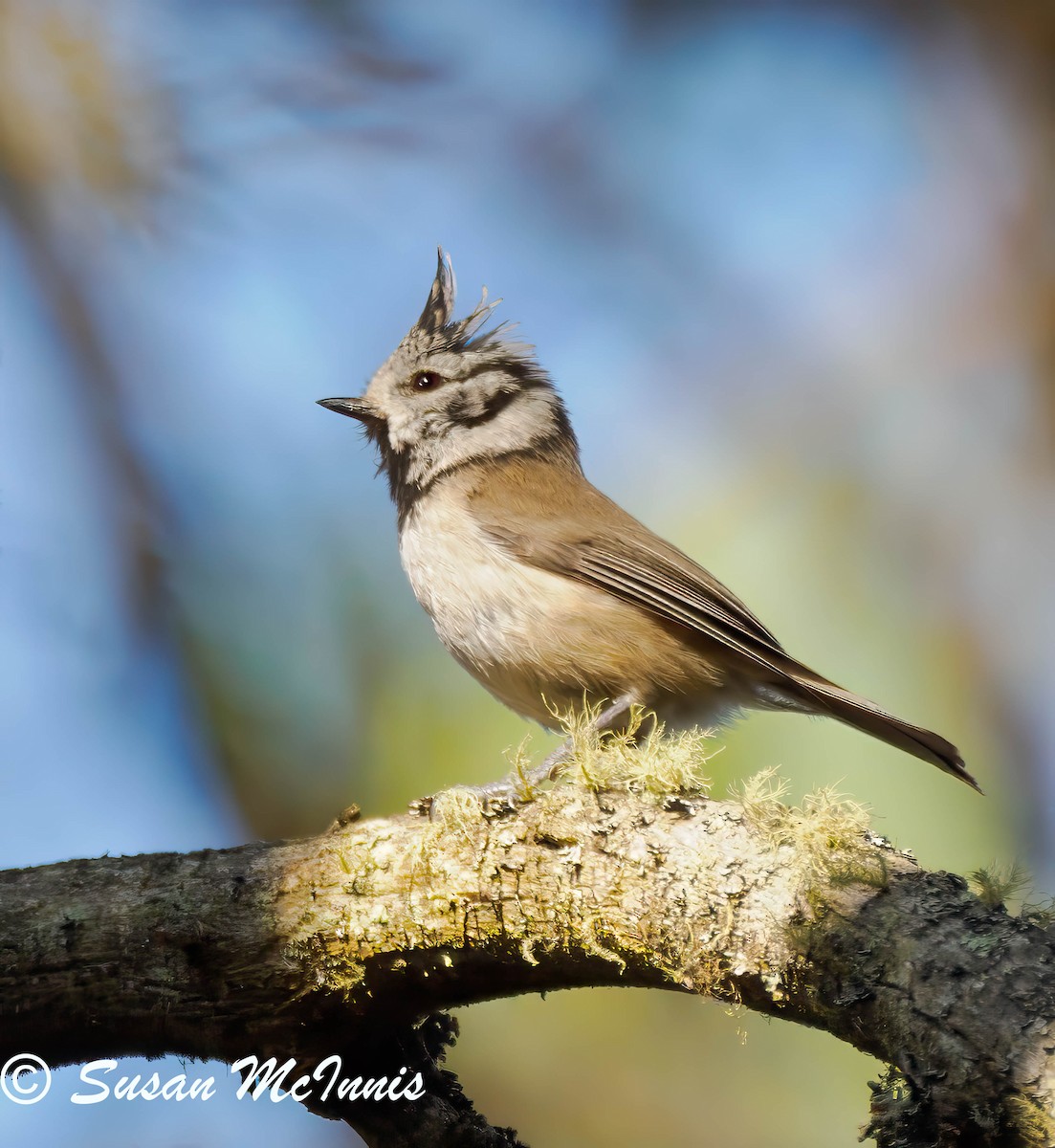 Crested Tit - ML619447321