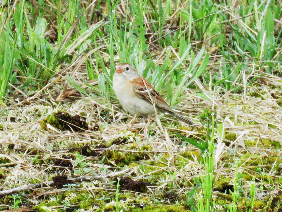 Field Sparrow - ML619447324