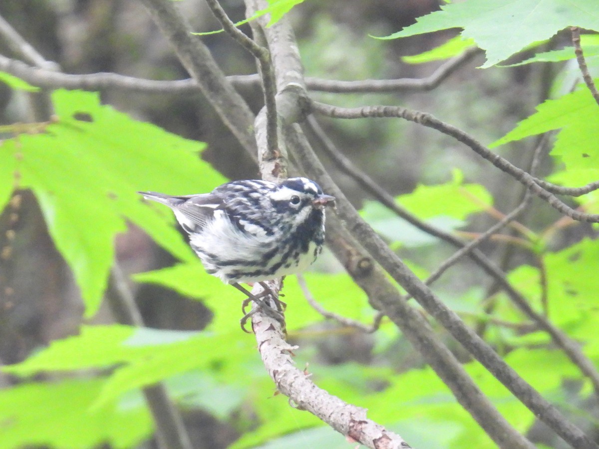 Black-and-white Warbler - ML619447371