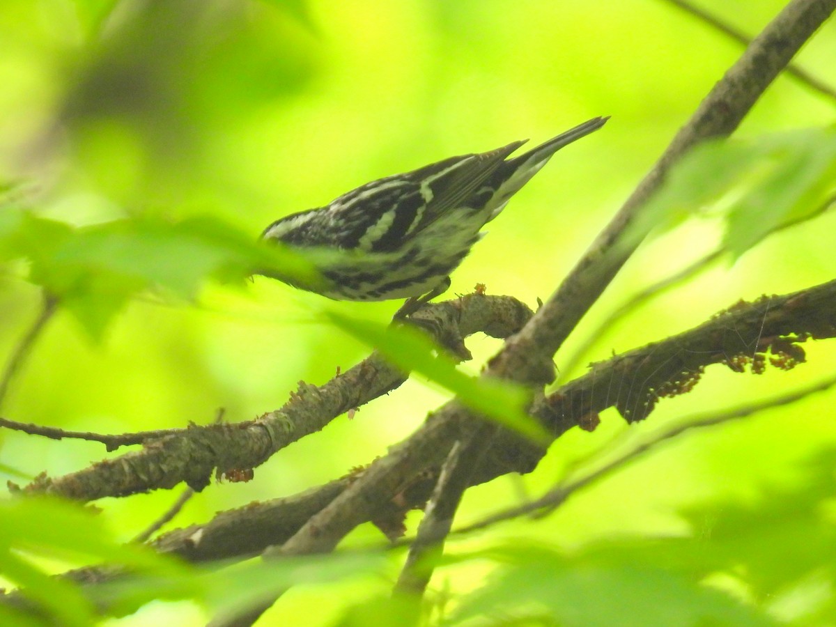 Black-and-white Warbler - ML619447372