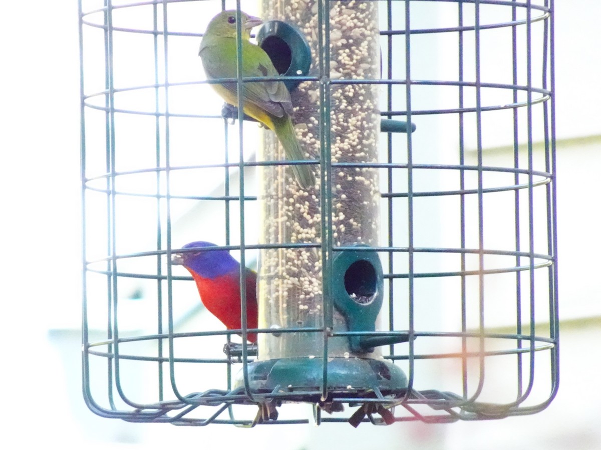 Painted Bunting - ML619447383