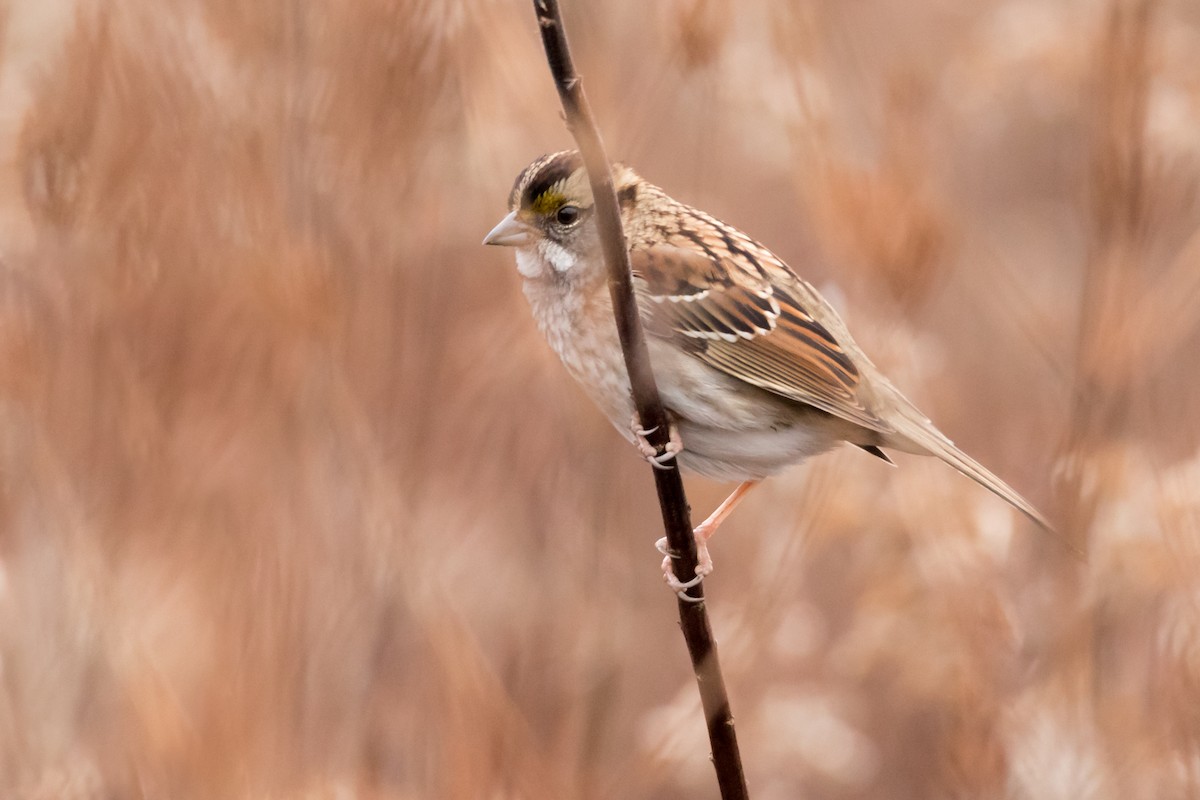 White-throated Sparrow - ML61944741