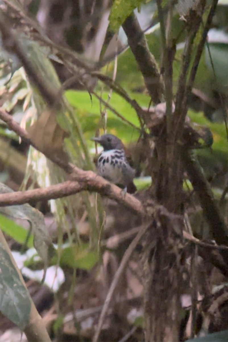 Spotted Antbird - ML619447464