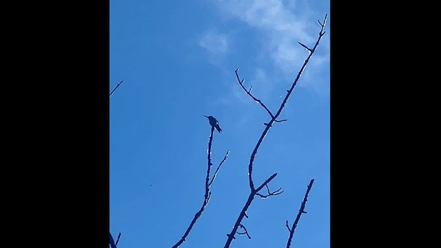 Рубиновогорлый колибри - ML619447549