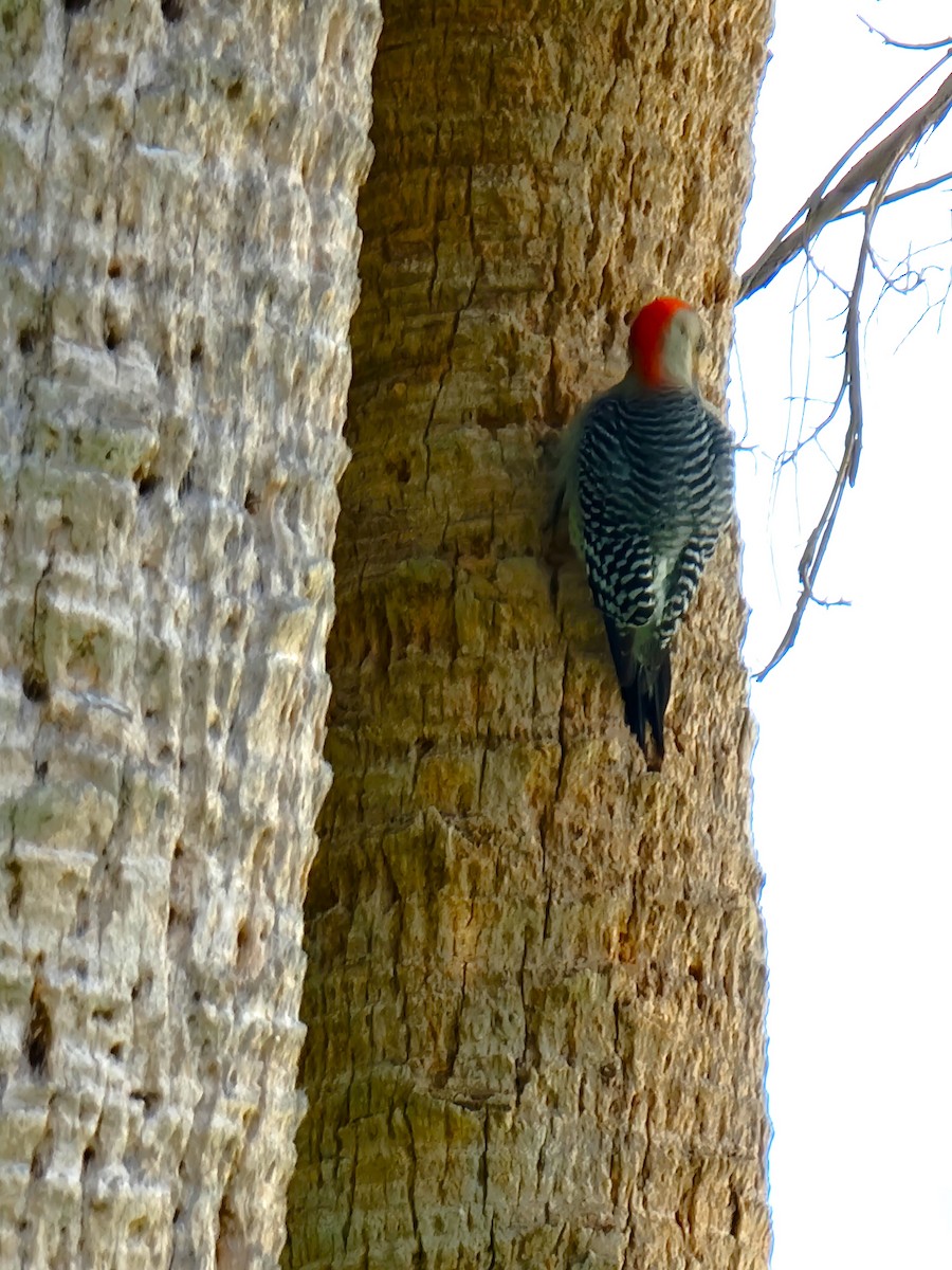 Red-bellied Woodpecker - ML619447598