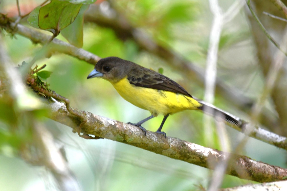 Flame-rumped Tanager (Lemon-rumped) - ML619447609