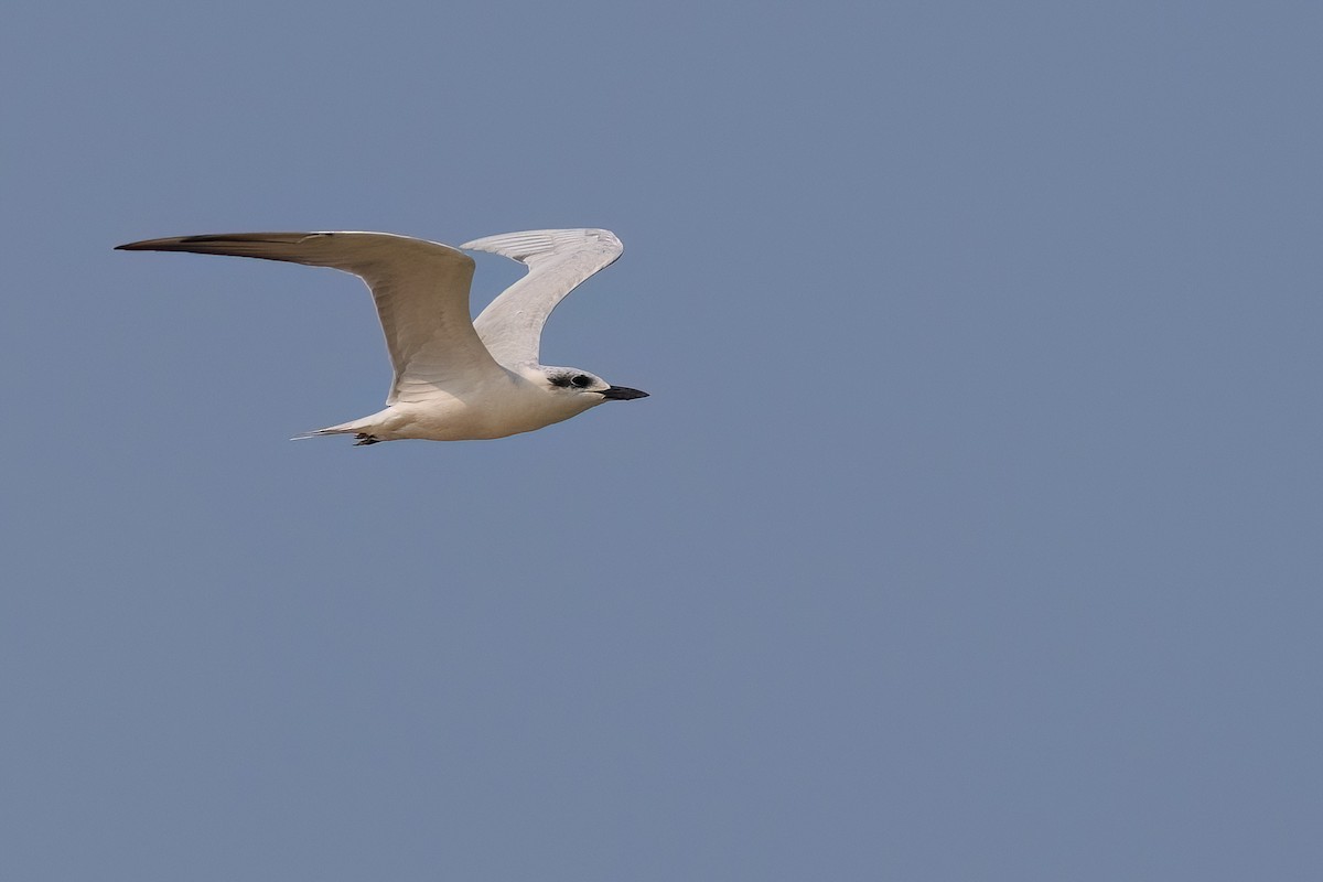 Gull-billed Tern - ML619447635