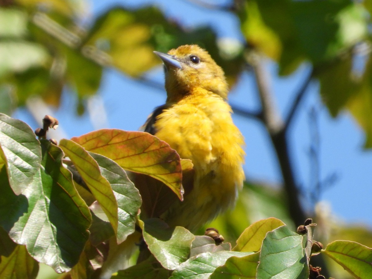 Orchard Oriole - ML619447662