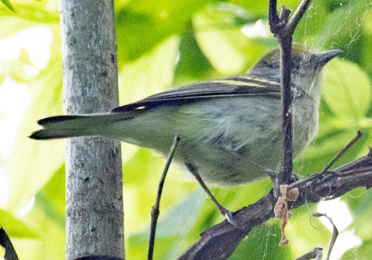 Bay-breasted Warbler - ML619447669