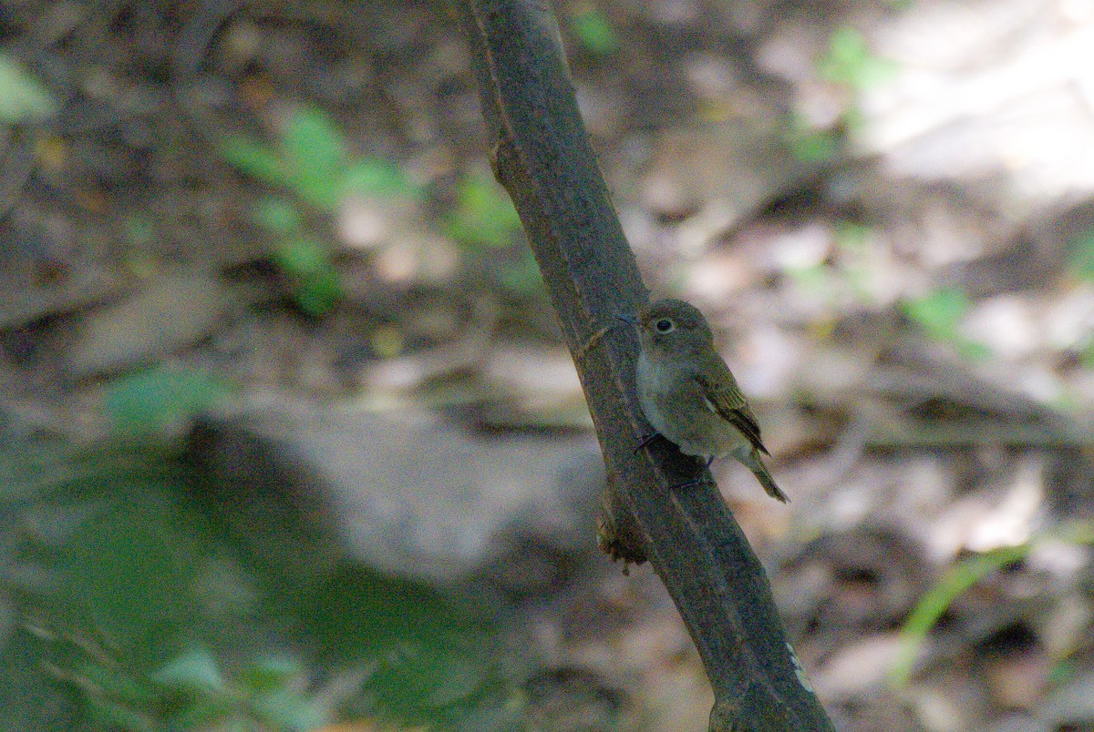 Brown-breasted Flycatcher - ML619447683