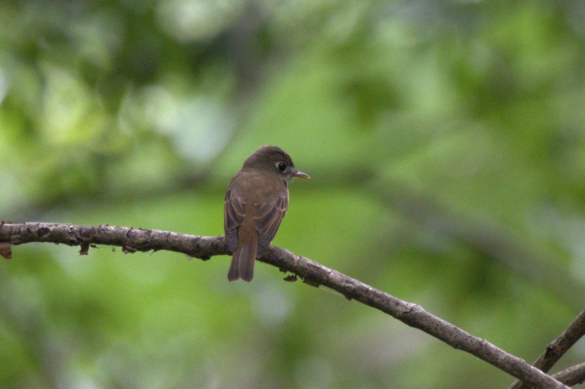 Brown-breasted Flycatcher - ML619447688
