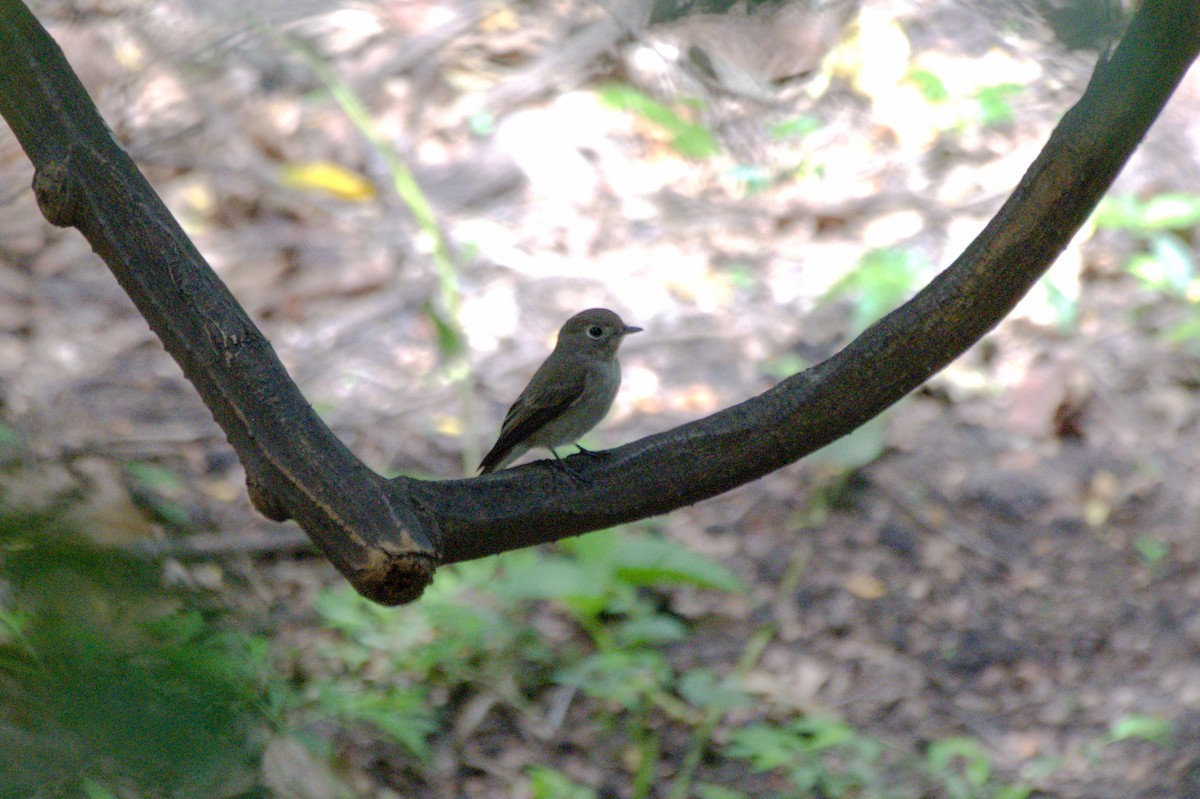 Brown-breasted Flycatcher - ML619447691