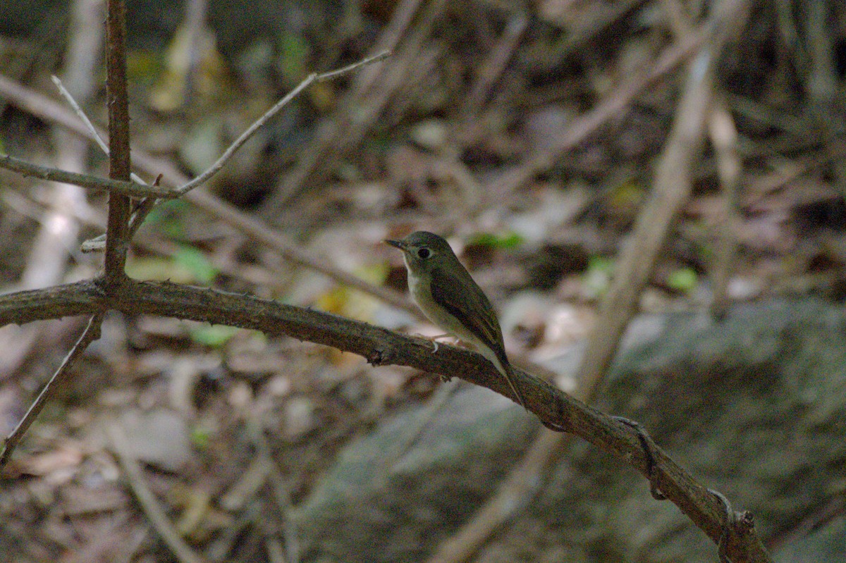Brown-breasted Flycatcher - ML619447692