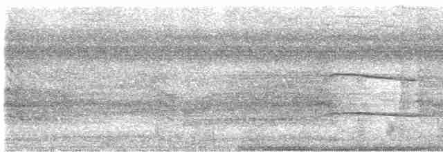 svartkronestylteløper - ML619447696