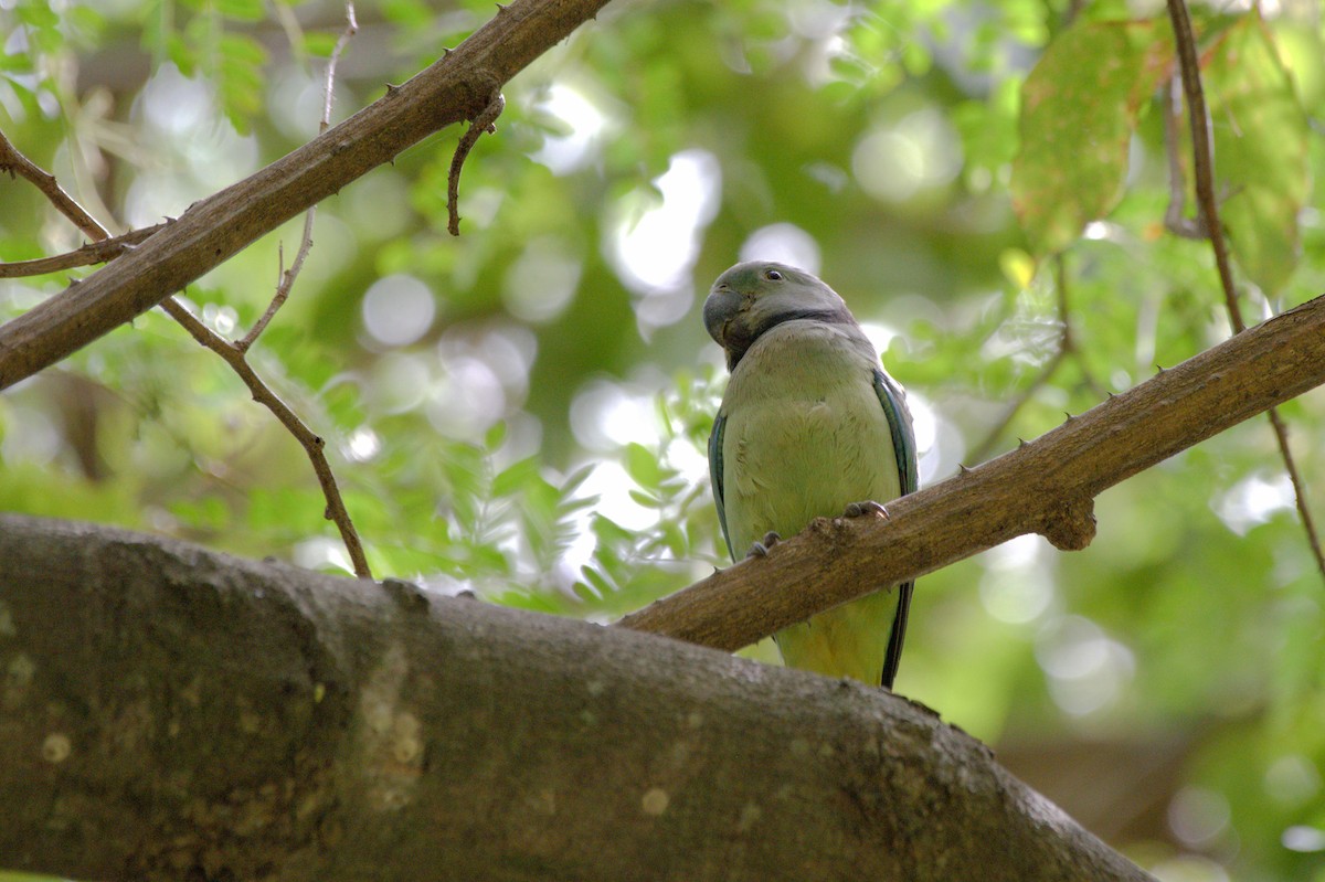 Malabar Yeşil Papağanı - ML619447701