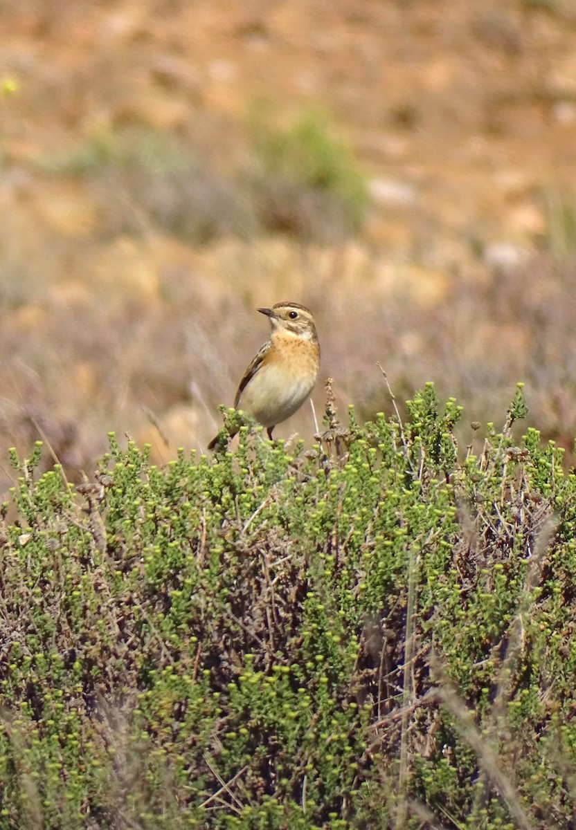 Whinchat - ML619447713