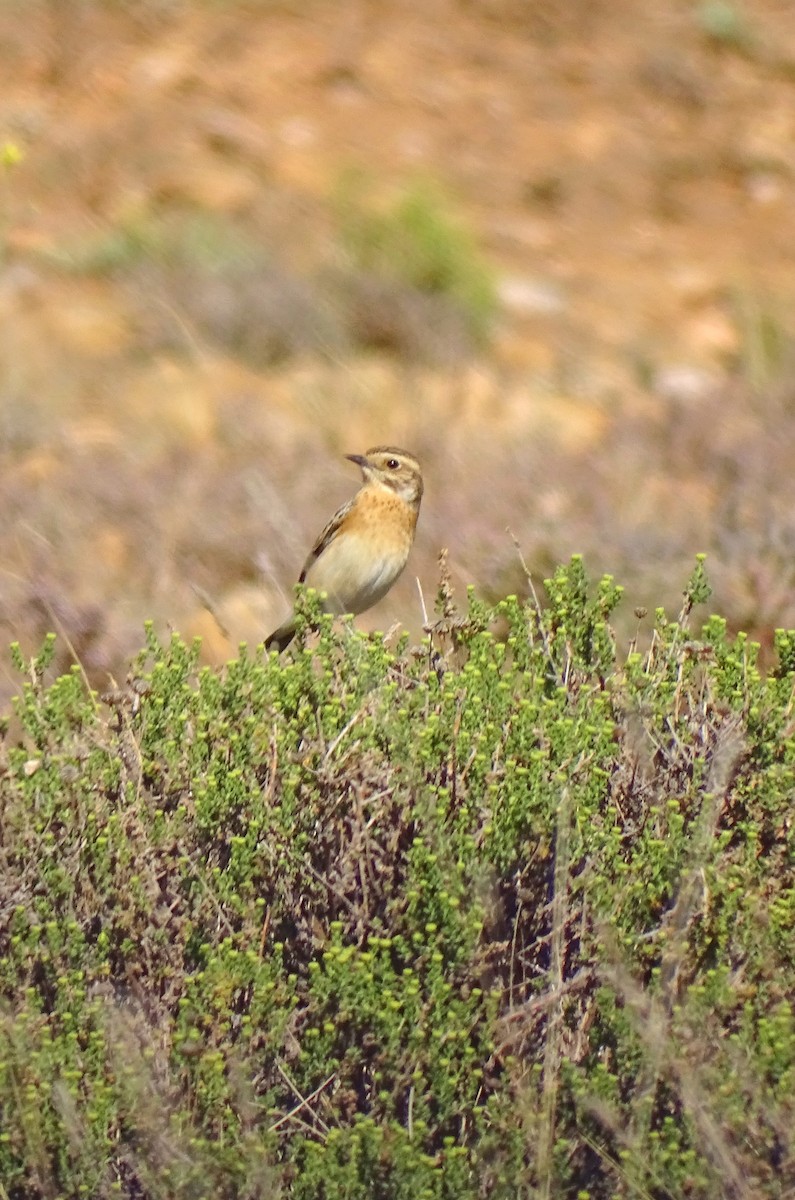 Whinchat - ML619447714