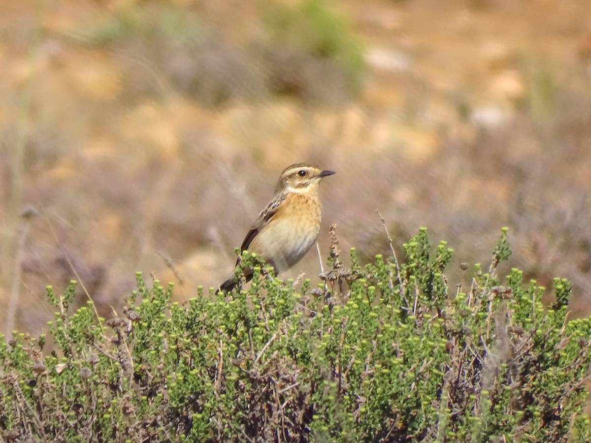 Whinchat - ML619447715