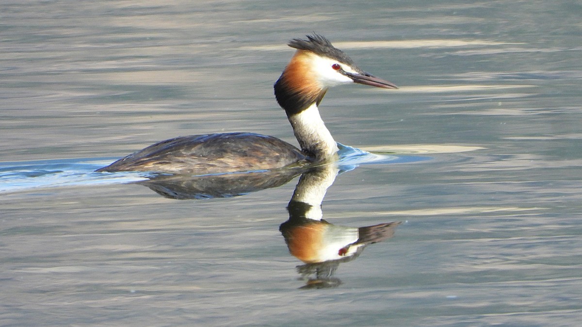 Great Crested Grebe - ML619447733