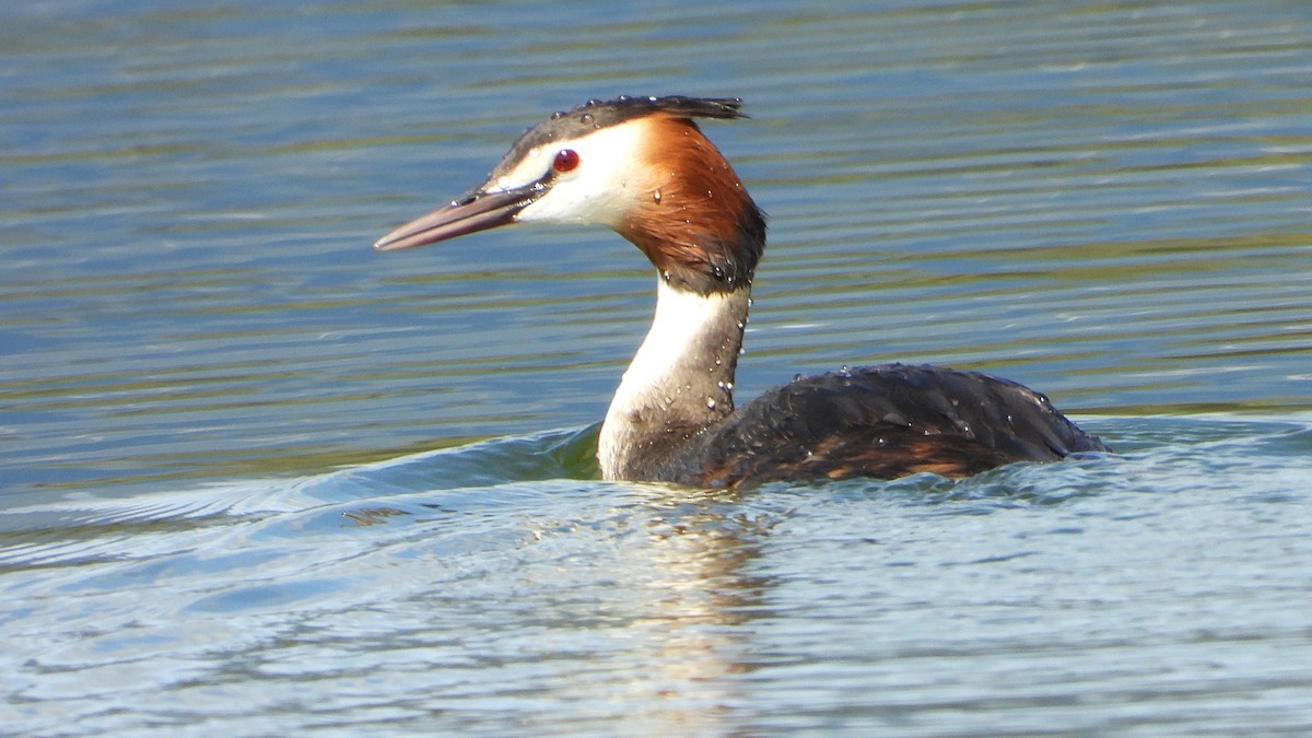 Great Crested Grebe - ML619447737