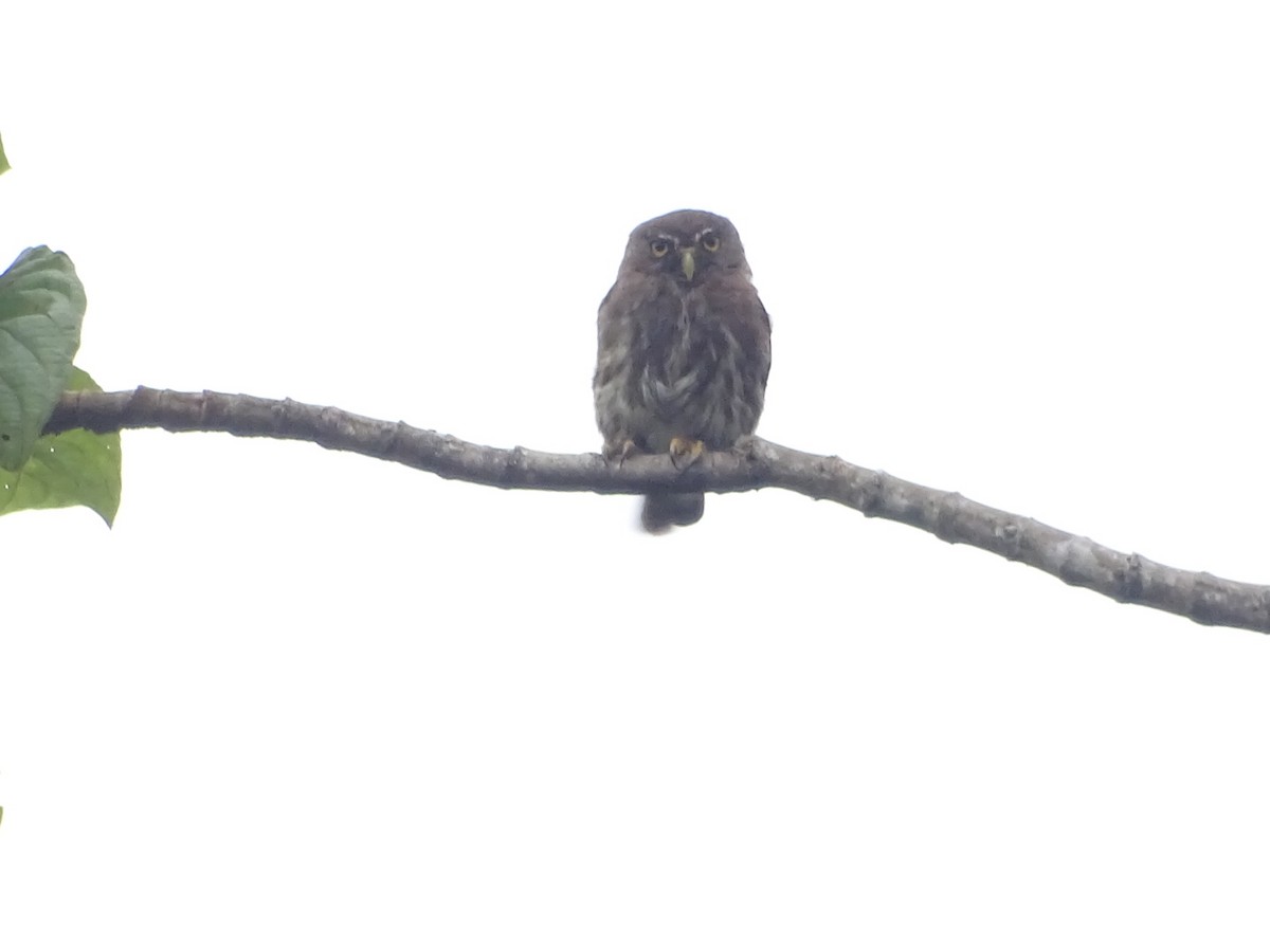Ferruginous Pygmy-Owl - ML619447743
